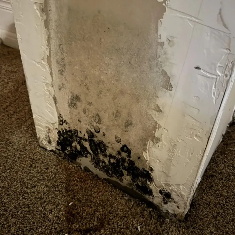 Professional Mold Removal in Barstow, CA